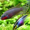 Pelvicachromis taeniatus Nigeria Red mâles uniquement